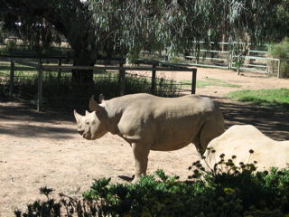 Black Rhinoceros