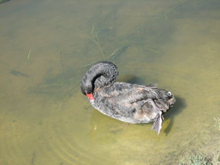 Black swan (gibt hier keine weißen...)