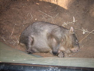 a sleepy wombat, really cute