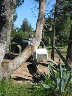 spider monkeys on their island