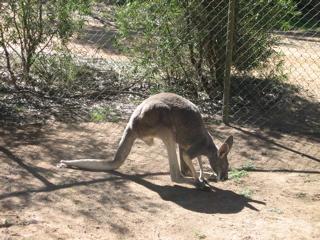 hopefully a red kangoroo