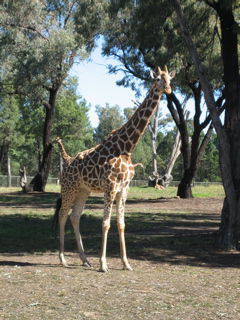 a real giraffe