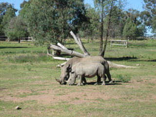 white Rhinoceros - they are taller than the black one's