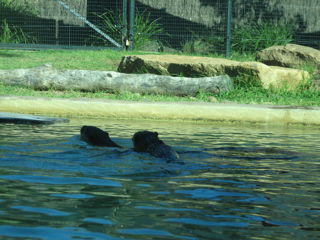 River and Sea Otter