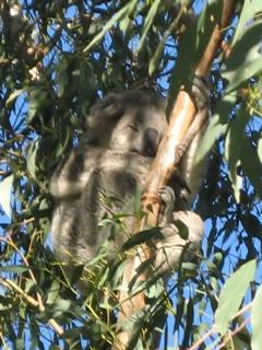 a sleeping koala - they are always lazy! that's a life