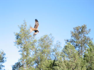 a little black eagle while feeding the wild dogs