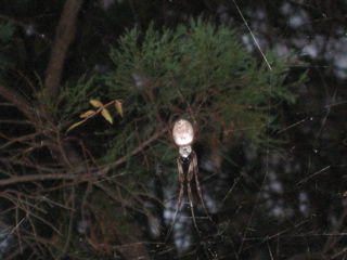 a big disgusting spider in the forest