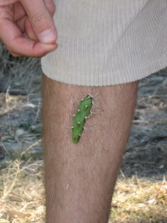 a visitor on or better in Luke's leg - but he didn't like it