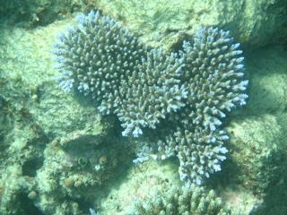Pflanze under water