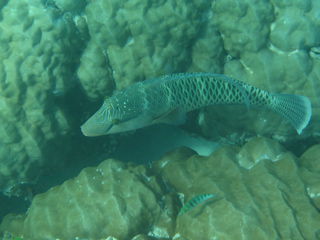 viele tolle Fischis...