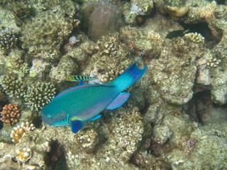 ...leider das Reef nicht so farbenfroh wie die Fische