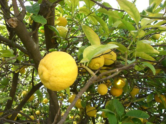 Zitronenbaum im Garten des Hostels