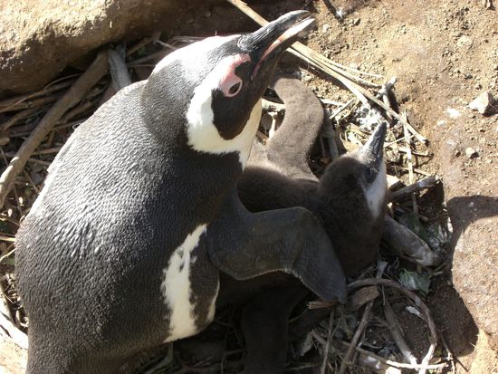 Pinguine in Simonstown