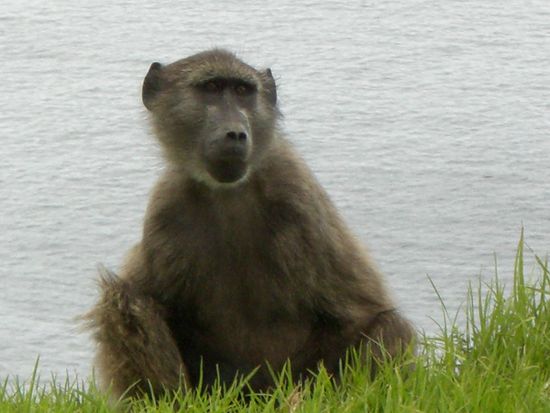 Baboon am Strassenrand