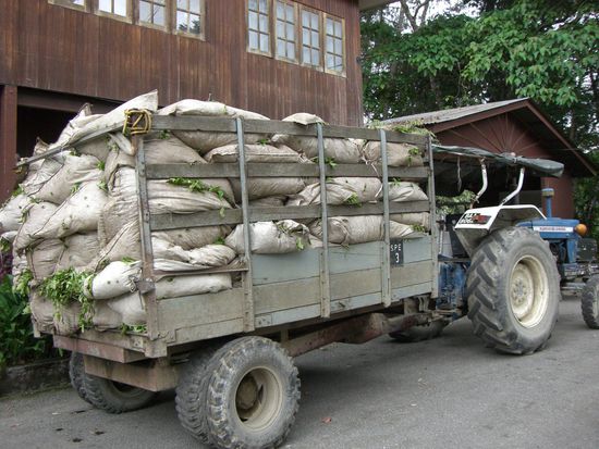 Traktor beladen mit frischem Tee