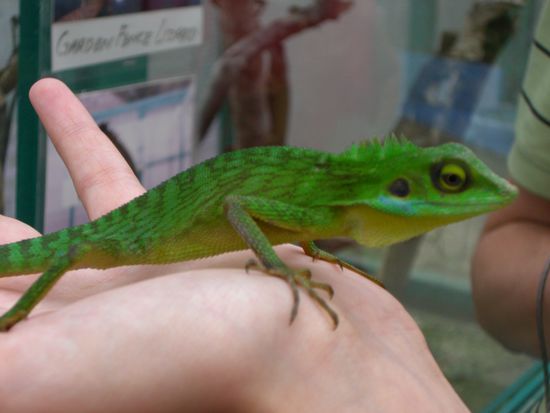 Sieht aus wie ein kleines Chameleon, oder?