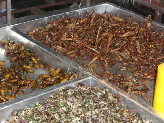 Insekten Snack gefaellig?