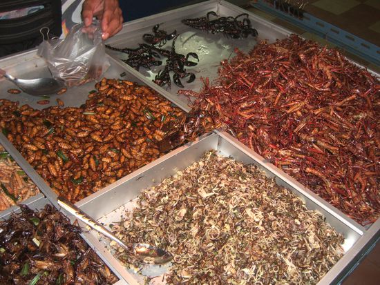 Insekten Snack. Rico konnte mal wieder nicht widerstehen.