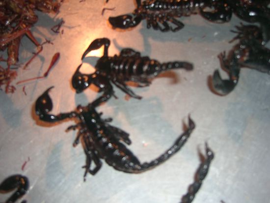 Ja ja, sogar Skorpione gibts zu essen!