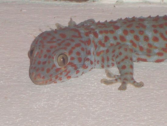 Irgend ein komisches Tier in unserem Zimmer. Es war mehr als 30cm lang!!!