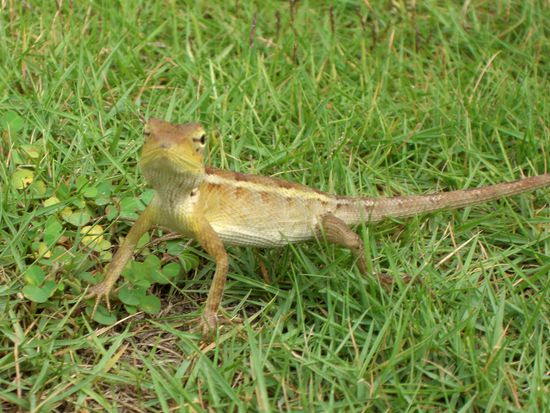 Den haben wir auf der Wiese vor unserer Huette gefunden. Snake, wir sind echt gespannt was das ist! Von den Einheimischen konnte uns niemand sagen was das ist...