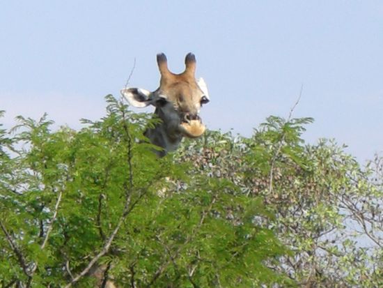 Eine Giraffe ueber den Baeumen