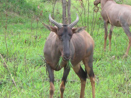 Die schnellste Antilope der Welt