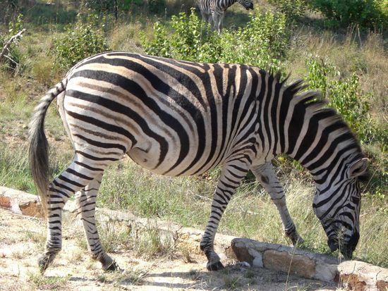 Endlich ein Zebra!!!