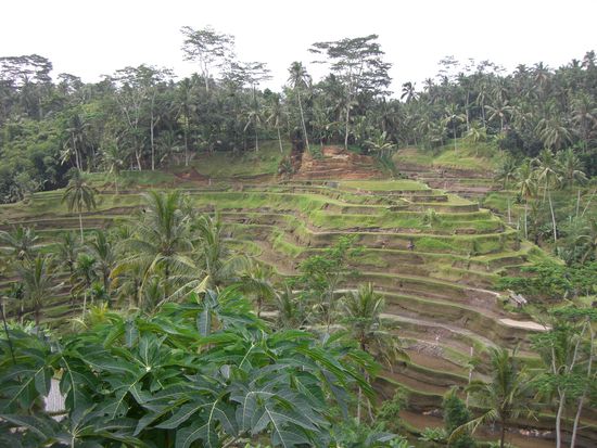 Die Reisterrassen von Bali