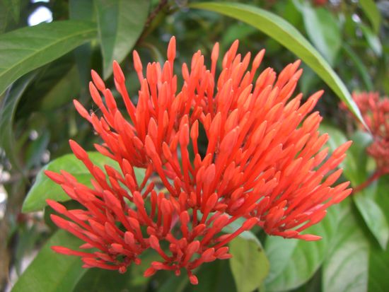 Blume