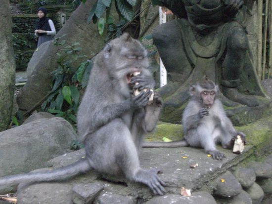 Affen im Affen Tempel