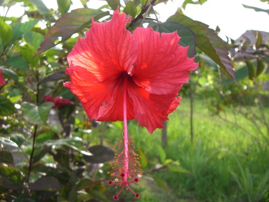 Blume