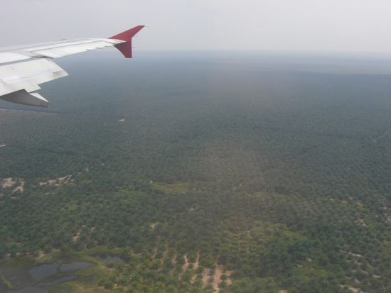 Riesige Palmenplantagen vor dem Flughafen Kuala Lumpurs.