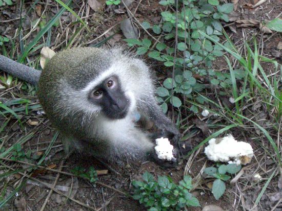 Der unschuldig dreinschauende Dieb 