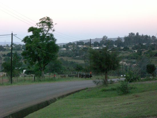Unterwegs nach Swaziland. Beachtet die Kuehe die naechstens auf die Strasse spazieren.