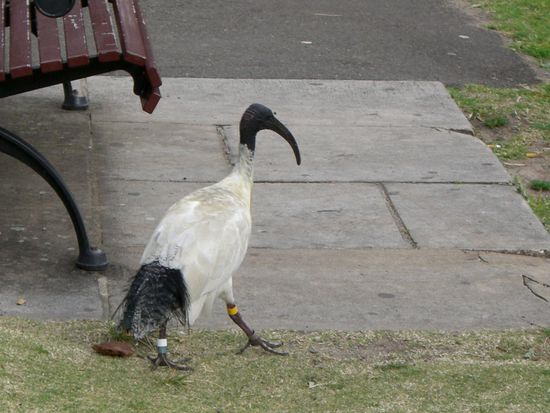 Ein komischer Vogel. Was bei uns Spatzen sind, sind hier Kakadus (so wie ein Papagei) und diese Dinger oben.