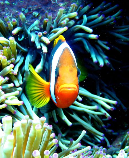 Ja, da gruesst der kleine Nemo 