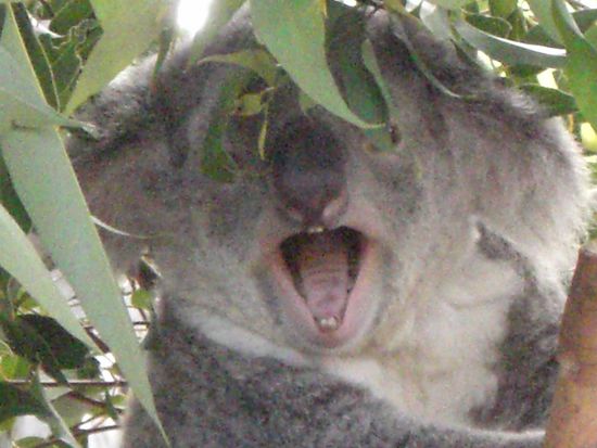 Ein gaehnender Koala 