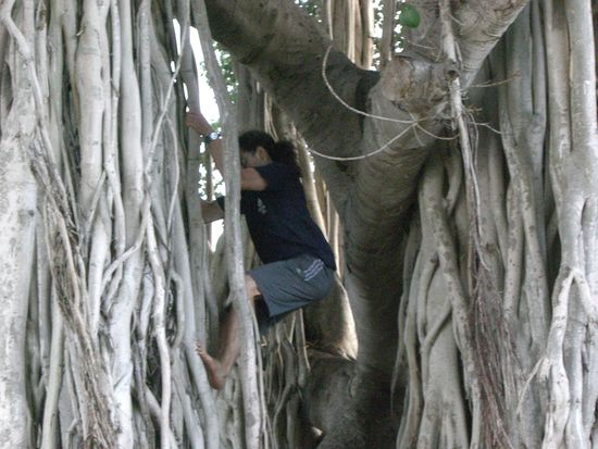 Julian am Klettern. Echt ein interessanter Baum.