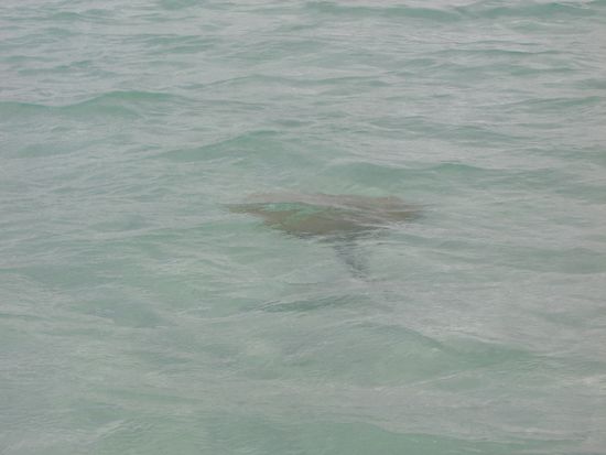 Ein Stachelrochen am Whithavenbeach.