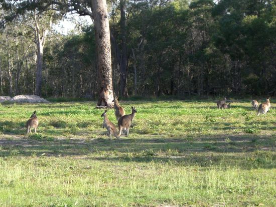 Und hier sogar einige Kangurus.