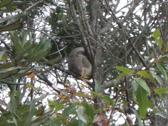 Mein erster wilder Koala 