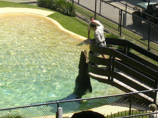 Krokodil Fuetterung im Crocoseum.