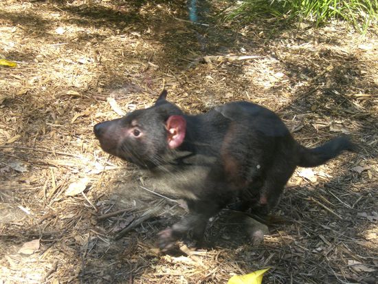 Tasmanischer Teufel