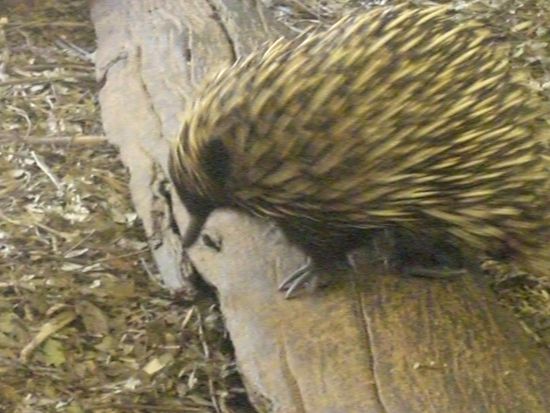Echidna