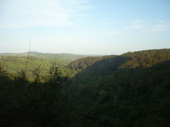 Aussicht ueber den Regenwald.
