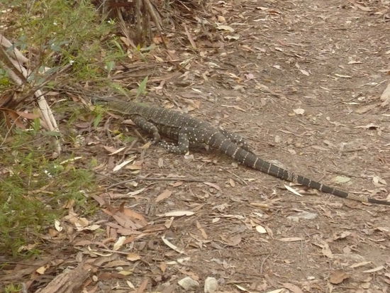 Irgend ein Tier. Snake, was ist denn das hier??????????