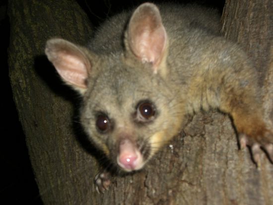 Ein suesses Opossum, das uns das Essen klauen wollte.