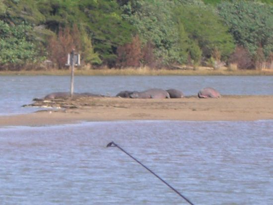 Im Vordergrund die Angelrute und im Hintergrund die Hippos