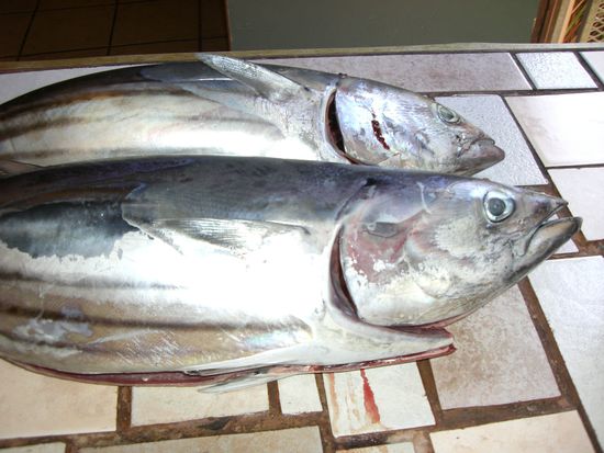 Tunfische